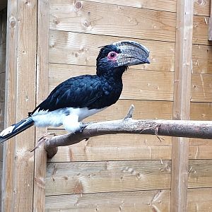 Trumpeter hornbill
