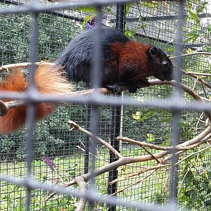 Still undiscribed Squirrel ( sub ? ) species ?