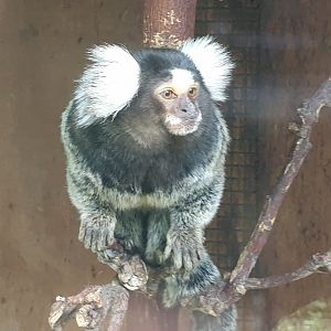 Common marmoset