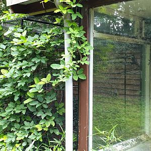 In and outdoor enclosure Common marmoset