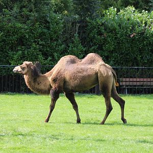 Bactrian camel