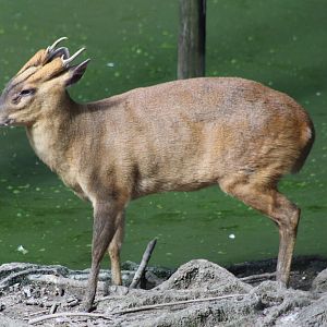 Muntjac