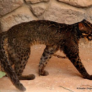 marbled cat (Pardofelis marmorata)