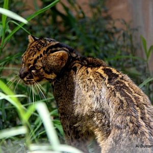 marbled cat (Pardofelis marmorata)