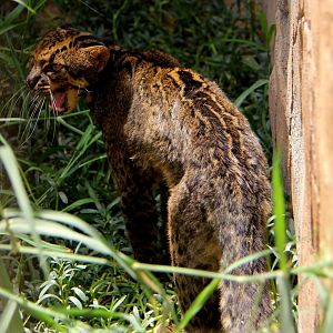 marbled cat (Pardofelis marmorata)