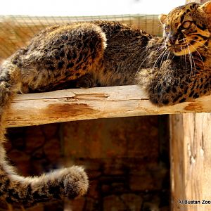 marbled cat (Pardofelis marmorata)