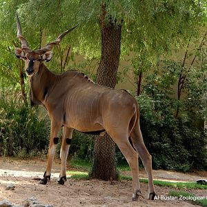 Giant Eland (Tragelaphus derbianus)