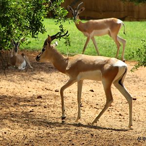 Soemmerring's gazelle (Nanger soemmerringii)