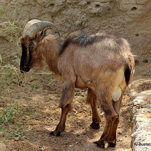 Arabian tahr (Arabitragus jayakari)