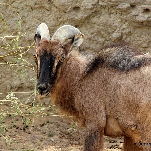 Arabian tahr (Arabitragus jayakari)