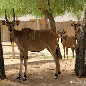 Giant Eland (Tragelaphus derbianus)