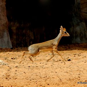 Salt's dik-dik (Madoqua saltiana)