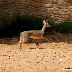 Salt's dik-dik (Madoqua saltiana)