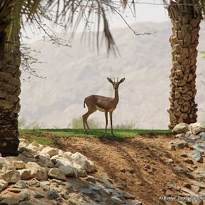 mountain gazelle (Gazella gazella)