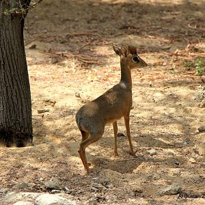 Kirk's dik-dik (Madoqua kirkii)