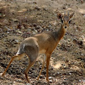 Kirk's dik-dik (Madoqua kirkii)