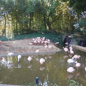 Chilean Flamingo Pool
