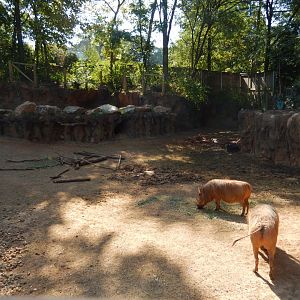 Warthog Habitat
