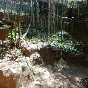 Clouded Leopard Habitat