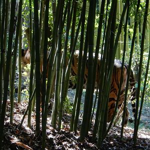 Of Stripes and Bamboo