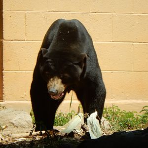 Malayan Sun Bear