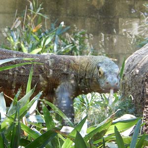 Komodo Dragon