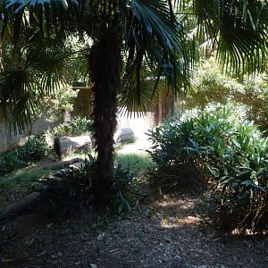 Komodo Dragon Habitat