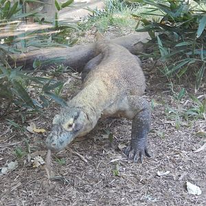 Komodo Dragon