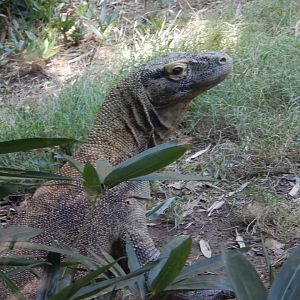 Rising from the Grasses