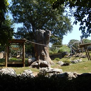 Orangutan Habitat