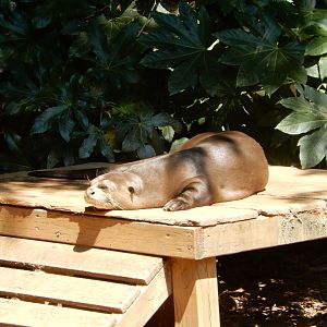 Giant River Otter