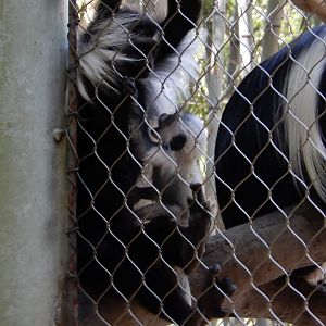 Baby Angolan Colobus Monkey