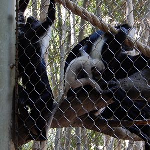 Baby Angolan Colobus Monkey
