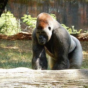 Bachelor Gorilla
