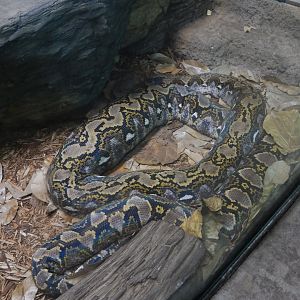 Reticulated Python