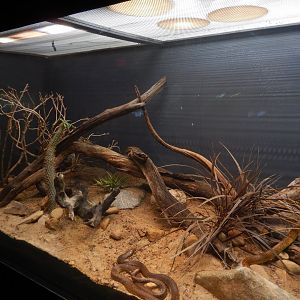 Cape Cobra Terrarium
