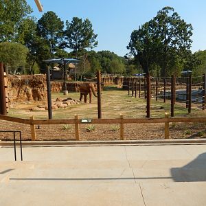 African Elephant Habitat - Amphitheater Area