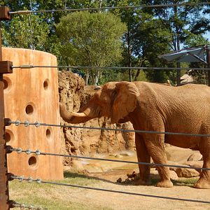 Msholo Enjoying The Enrichment Wall