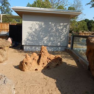 Meerkat Habitat