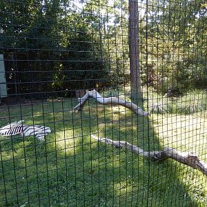 Lappet-Faced Vulture Habitat