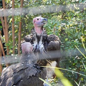 Lappet-Faced Vultures