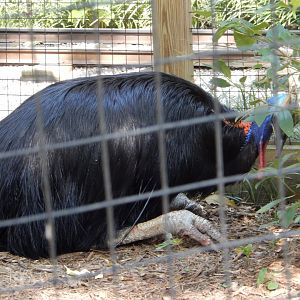 Cassowary