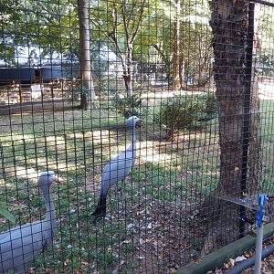 Blue Crane Habitat