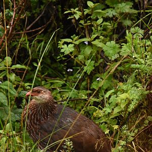 Scaly francolin