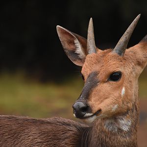 Juvenile bushbuck