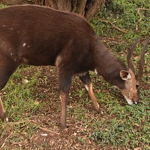 Adult bushbuck