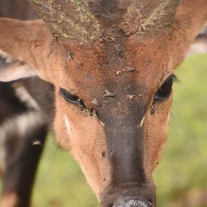Adult bushbuck