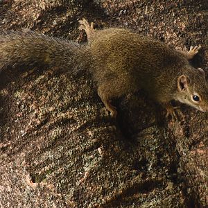 Ochre bush squirrel