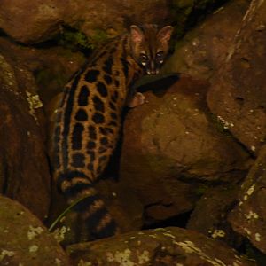 Blotched genet (Genetta maculata)