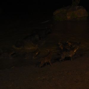 Hyena hunting a buffalo